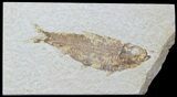 Detailed Fossil Fish (Knightia) - Wyoming #88549-1